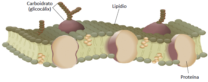 Membrana plasmática