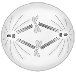 Segunda fase da mitose.