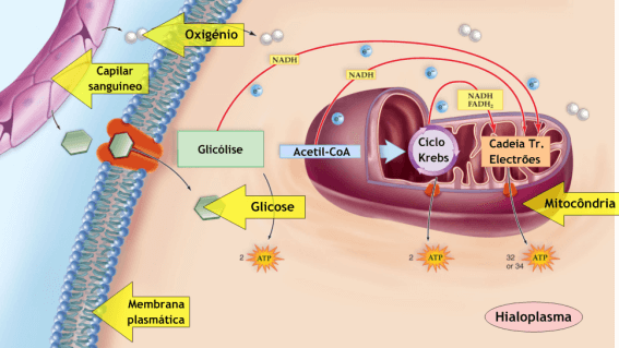 Bildergebnis für metabolismo celular esquema