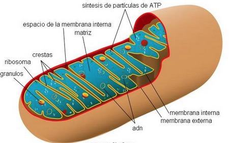 Resultado de imagem para ciclo de krebs quantidade de ATP produzida no eucariontes