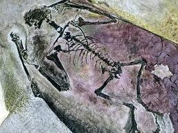 Pterossauro encontrado no Brasil