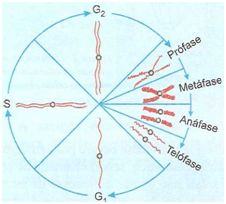 Ciclo da mitose