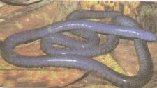 Cobra-cega, anfíbio da classe Apoda