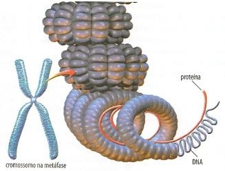 Estrutura de um cromossomo