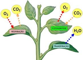 Processo de respiração, fotossíntese e transpiração das folhas