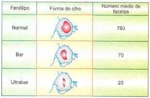 Aberração do tipo "Bar"