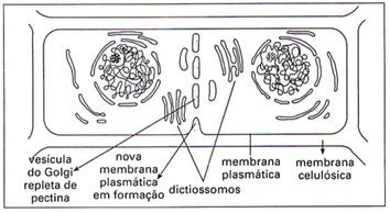 Ilustração do Complexo de Golgi