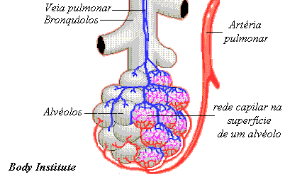 alvéolos pulmonares