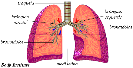 esquema dos pulmões