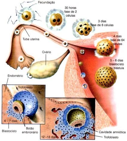 Primeiras etapas do desenvolvimento embrionário humano