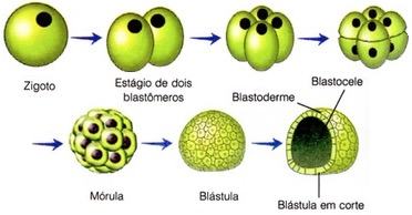 Etapas da segmentação ou clivagem no anfioxo.