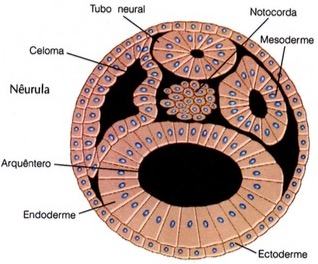 Desenvolvimento da gastrula nos animais