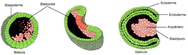 Etapas da gastrulação no desenvolvimento embrionário dos animais