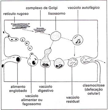 Como o lisossomo atua em uma célula