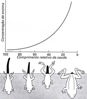 Exemplo de atuação do lisossomo com um girino.