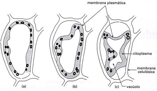 Atuação do vacúolo nas células vegetais