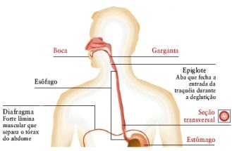 esquema do esôfago