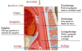 esquema da faringe ou garganta