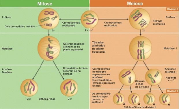 Quadro mostrando as diferenças entre a mitose e a meiose.