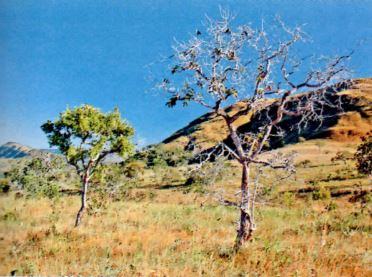 Espécies do cerrado