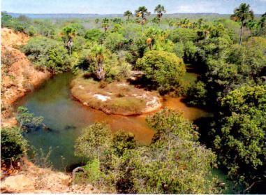 Mata de galeria às margens do Rio Parnaíba.