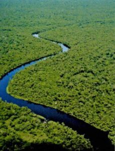 Floresta Amazônica e um rio cortando a mata verde.