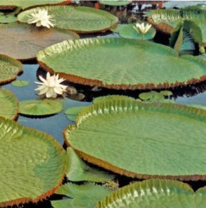 Plantas da Floresta Amazônica