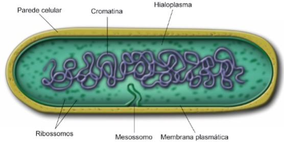 Imagem de uma célula procariótica