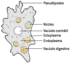 Figura mostrando como são os protozoários.