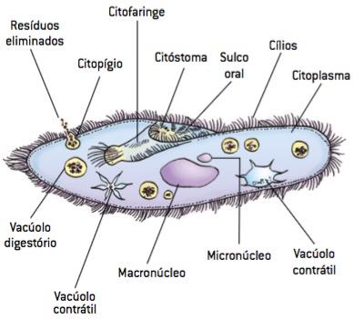 Esquema de um protozoário