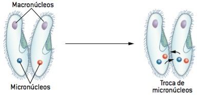 Protozoário paramécio