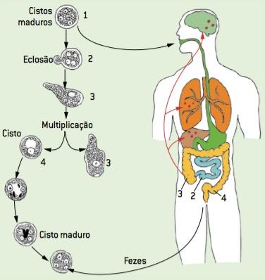 Ciclo de vida do protozoário que causa a amebíase.