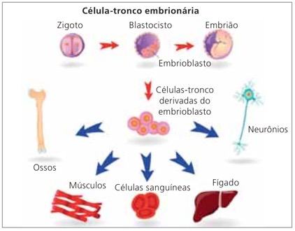 células-tronco embrionárias.