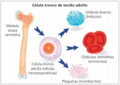 Células-tronco de tecidos adultos.