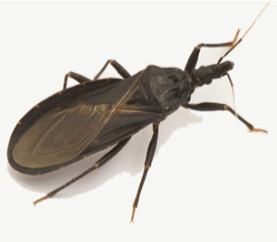 Inseto vetor da doença de Chagas.