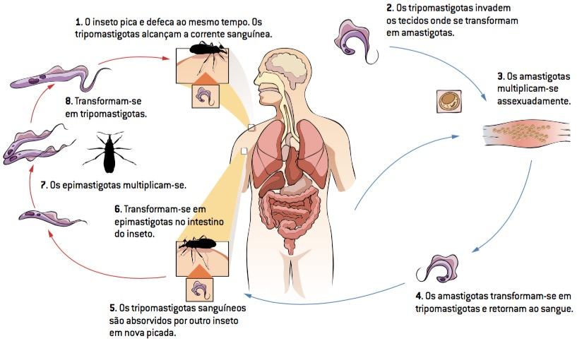 Ciclo da doença de Chagas.