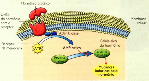 Funcionamento dos hormônios proteicos.