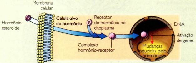 Funcionamentos dos hormônios esteroides.