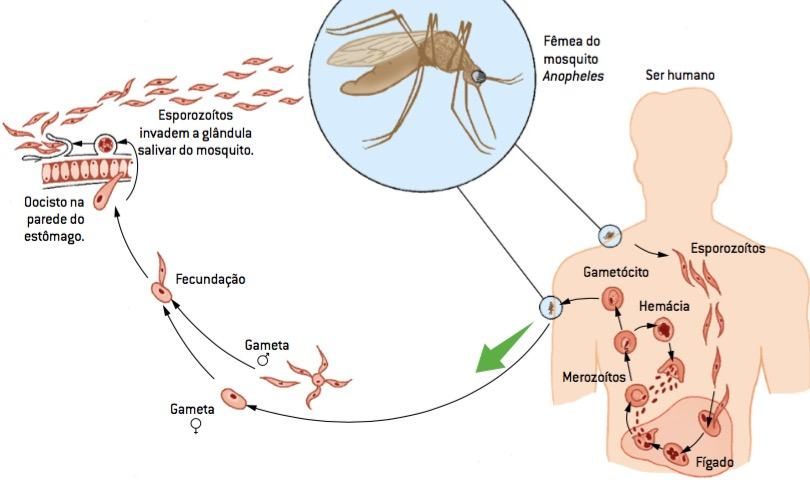 ciclo evolutivo da malária