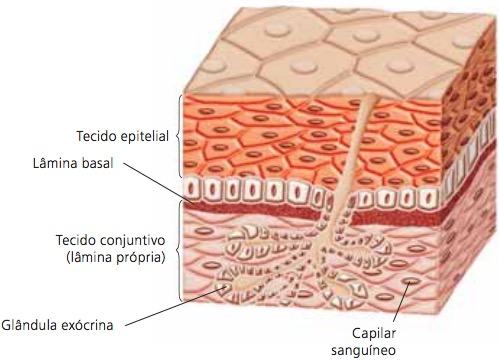 Estrutura do tecido epitelial.