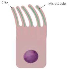Cílios do tecido epitelial.