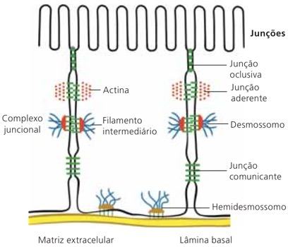 Junções intercelulares do tecido epitelial.