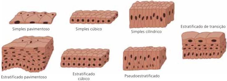 7 tipos de tecido epitelial de revestimento.