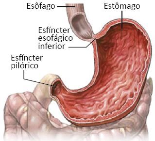 Partes do estômago.