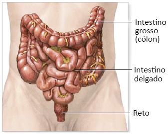 Localização do intestino delgado.