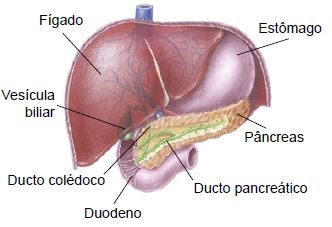 Detalhe do sistema digestório evidenciando o fígado e o pâncreas.