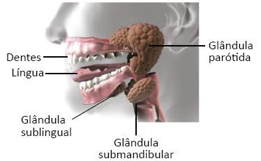Detalhe de uma boca humana, evidenciando-se a língua, os dentes e as glândulas salivares..