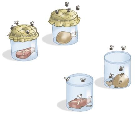 Experimento de Redi mostrando que as moscas não surgem por geração espontânea.