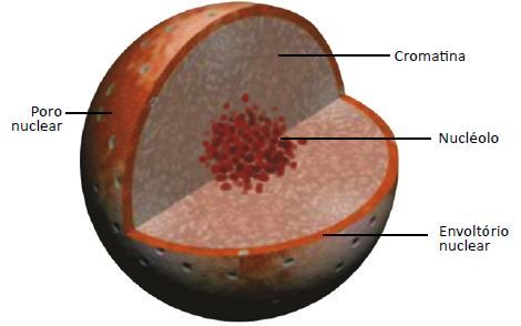 Estruturas do núcleo celular.