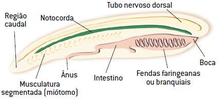 Estrutura dos cordados.